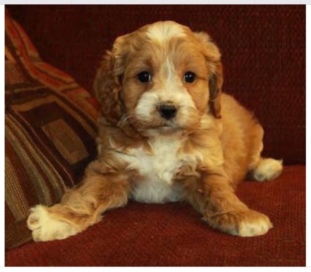 I really want a&nbsp;dog